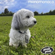 DVD/Blu-ray-Review: Monomonaco - Yeah Yeah